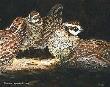 Bobwhite Quint by Linda Besse Limited Edition Print