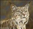 Bobcat by Linda Besse Limited Edition Print