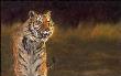 Little Big Cat I Tigr by Linda Besse Limited Edition Print