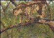 Big 5 Leopard by Linda Besse Limited Edition Print