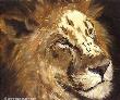 Big 5 Eyetoeye Lion by Linda Besse Limited Edition Print