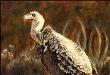 Ugly 5 Cape Vulture by Linda Besse Limited Edition Print