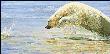 Polar Chase by Linda Besse Limited Edition Pricing Art Print