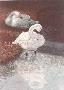 Swan Serenity by Beverly Abbott Limited Edition Pricing Art Print
