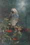 Juvenile African Gray by Beverly Abbott Limited Edition Pricing Art Print