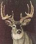 Stag by Beverly Abbott Limited Edition Print