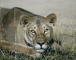 Lady In Waiting by David N Kitler Limited Edition Print