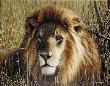 Portrait Of A King by David N Kitler Limited Edition Print