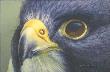 Peregrine Falcon I by David N Kitler Limited Edition Print