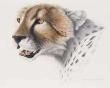 Masai Mara Huntsketch by David N Kitler Limited Edition Print