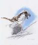 Osprey Juvenil Sketch by David N Kitler Limited Edition Print