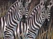 Zebras by Robert Barros Limited Edition Pricing Art Print
