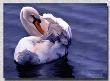 Preening by Patti Wilson Limited Edition Print