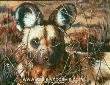 African Wild Dog by Sallie Lynn Davis Limited Edition Pricing Art Print