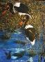 Wetland Waders by Sallie Lynn Davis Limited Edition Pricing Art Print