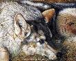 Tundra Wolf Pup by Sallie Lynn Davis Limited Edition Print