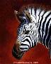 Damara Zebra by Sallie Lynn Davis Limited Edition Pricing Art Print