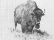 Mother Buffalo by Sheri Greves-Neilson Limited Edition Pricing Art Print