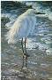 Dawn On Beach Egret by Amy Brackenbury Limited Edition Print