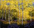 Birches by Patrick Antonelle Limited Edition Print