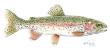 Rainbow Trout by Kevin E Pack Limited Edition Print