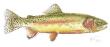 Golden Trout by Kevin E Pack Limited Edition Print