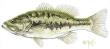 Largemouth Bass by Kevin E Pack Limited Edition Print