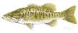 Smallmouth Bass by Kevin E Pack Limited Edition Print