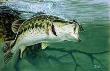 Largemouth Bass by Al Agnew Limited Edition Print