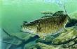 Smallmouth Bass by Al Agnew Limited Edition Pricing Art Print