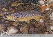 Brown Trout & Net by Al Agnew Limited Edition Print