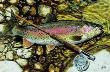 Rainbow Trout by Al Agnew Limited Edition Pricing Art Print