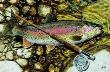 Rainbow Trout by Al Agnew Limited Edition Print