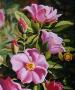 Prairie Rose by Stephen Henning Limited Edition Print