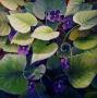 Woodland Violet by Stephen Henning Limited Edition Pricing Art Print