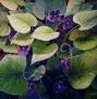 Woodland Violet by Stephen Henning Limited Edition Print