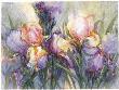 Dance Of Iris by Patricia Post Limited Edition Pricing Art Print