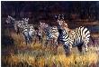 19 Animal by Terry Lee Limited Edition Print