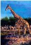 Giraffe by Terry Lee Limited Edition Print