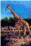 Giraffe by Terry Lee Limited Edition Pricing Art Print