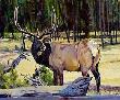 Yellowstone Elk by Terry Lee Limited Edition Print