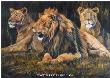 Lion Boss by Terry Lee Limited Edition Print