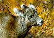 Mtn Baby Bighorn Sheep by Carl Brenders Limited Edition Print