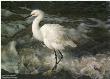 Island Shores Egret by Carl Brenders Limited Edition Print