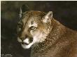 Close Up Cougar by Carl Brenders Limited Edition Print