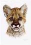 Cougar Cub Study by Carl Brenders Limited Edition Print