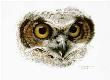 Great Hrnd Owl Studyso by Carl Brenders Limited Edition Pricing Art Print