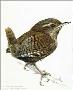 Wren Study by Carl Brenders Limited Edition Print