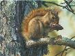 Picnic Perch by Carl Brenders Limited Edition Print