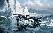 Glaciers Edge Orcas by Persis Clayton Weirs Limited Edition Print